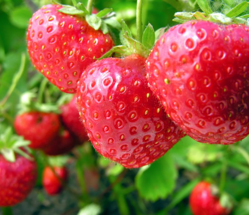 Gesunde Erdbeere